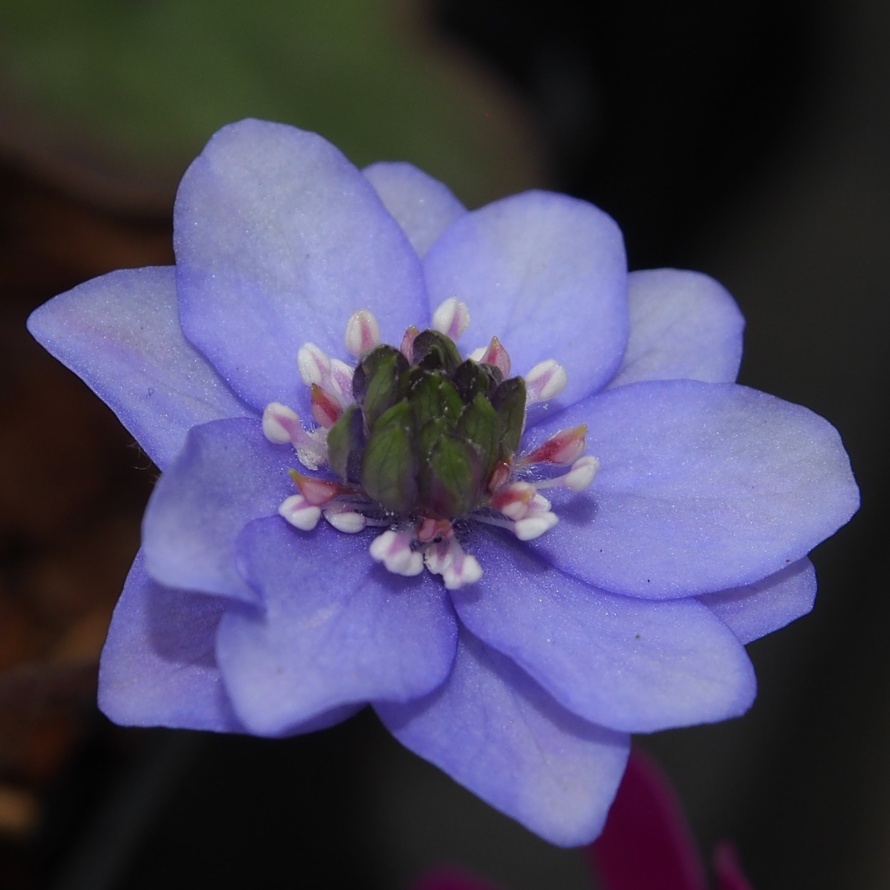 Hepatica nobilis Plena Belana JP