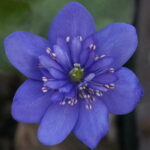 Hepatica nobilis Plena Beta Cygnus JP