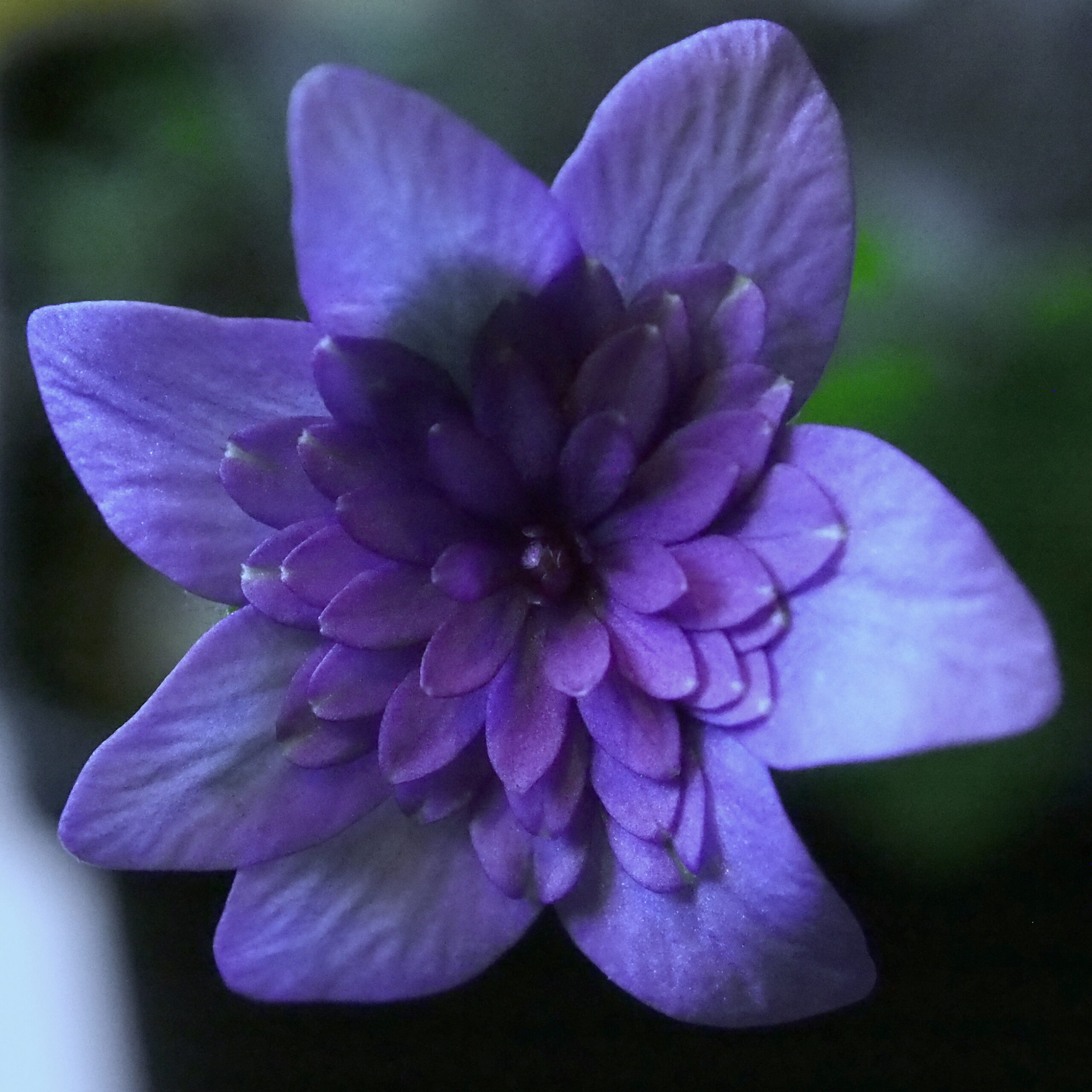Hepatica nobilis Plena Blackeye II JP