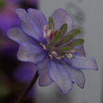 Hepatica nobilis Plena Ceana JP