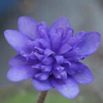 Hepatica nobilis Plena Circinus JP