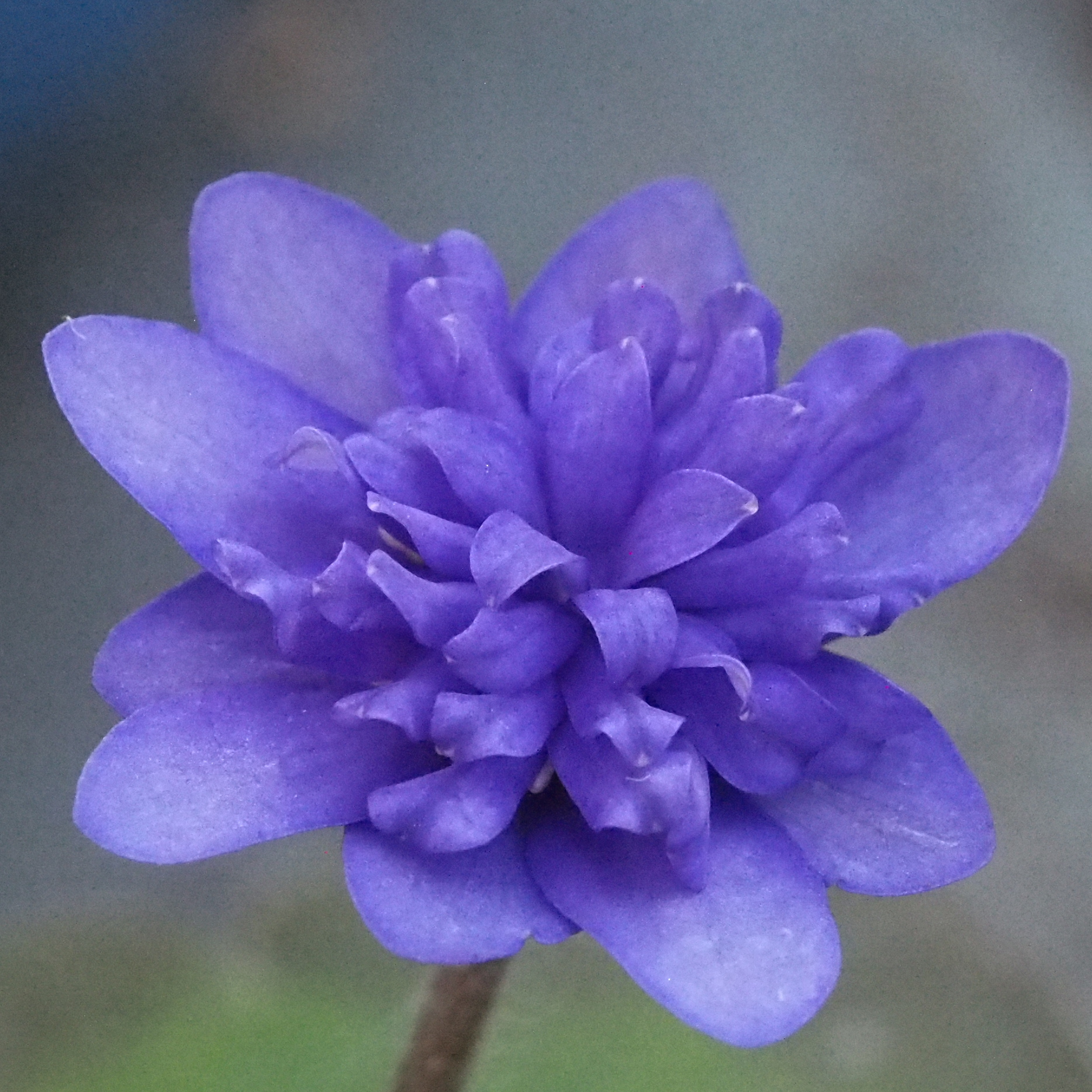 Hepatica nobilis Plena Circinus JP