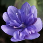 Hepatica nobilis Plena Coma Pinwheel II JP