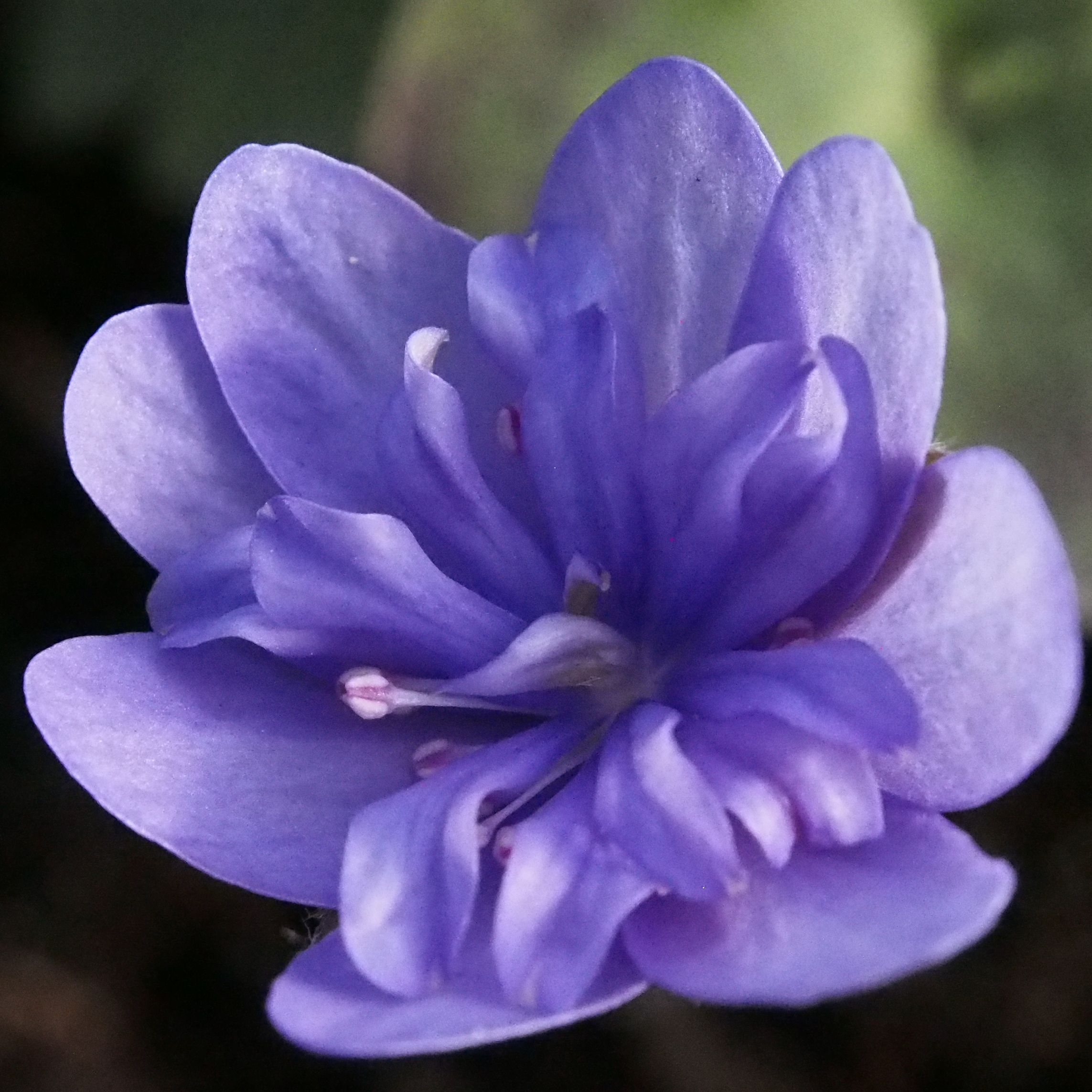 Hepatica nobilis Plena Coma Pinwheel II JP
