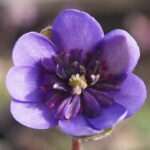 Hepatica nobilis Plena Cygnus JP