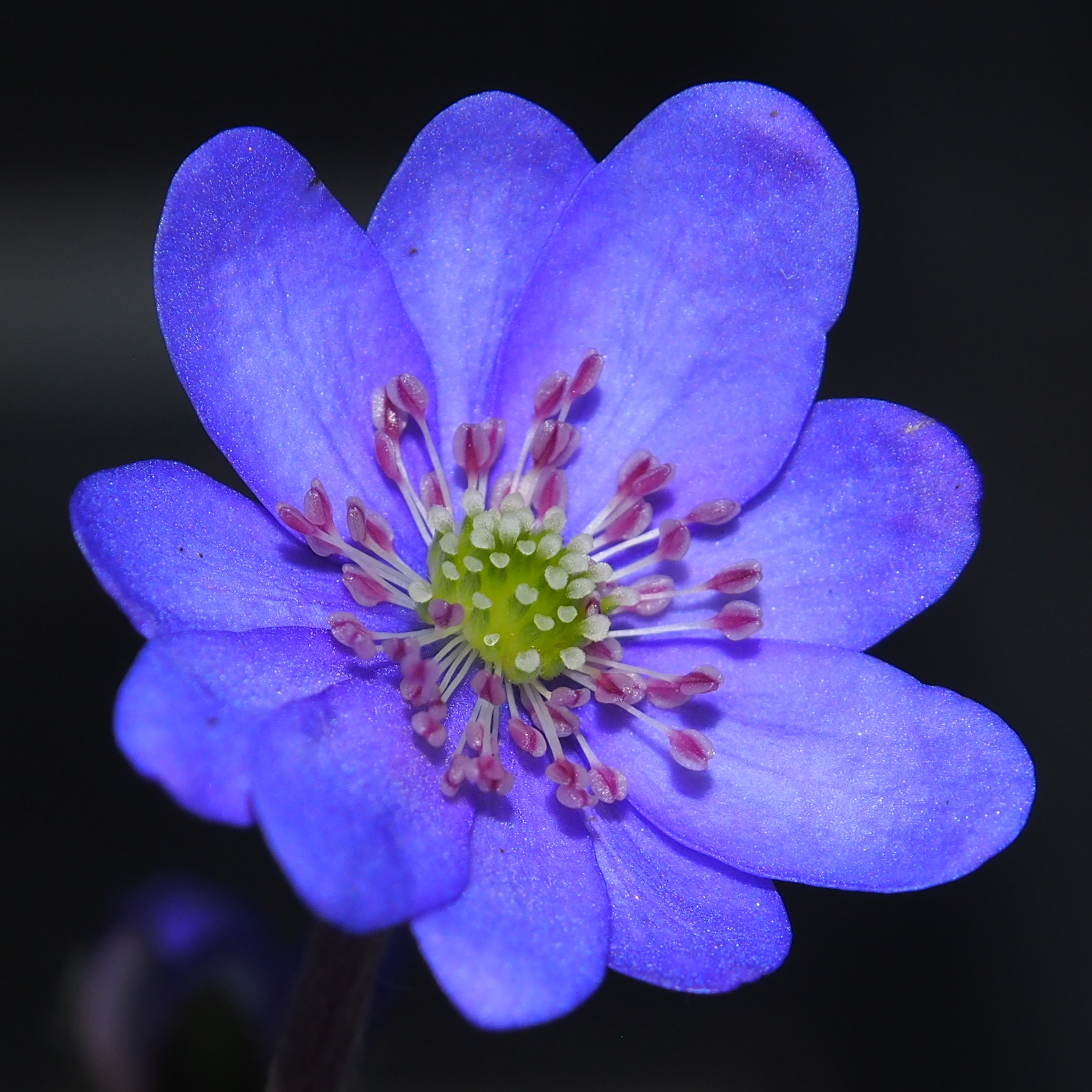Hepatica nobilis Edana JP