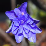 Hepatica nobilis Plena Enya JP