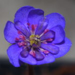 Hepatica nobilis Plena Fia JP