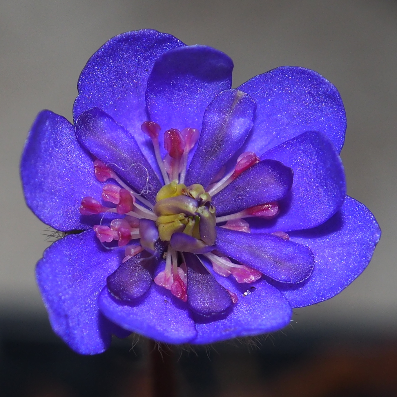 Hepatica nobilis Plena Fia JP