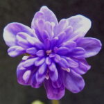 Hepatica nobilis Plena Freja GK