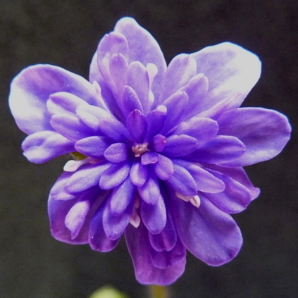 Hepatica nobilis Plena Freja GK