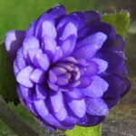 Hepatica nobilis Plena Fritzchen JP