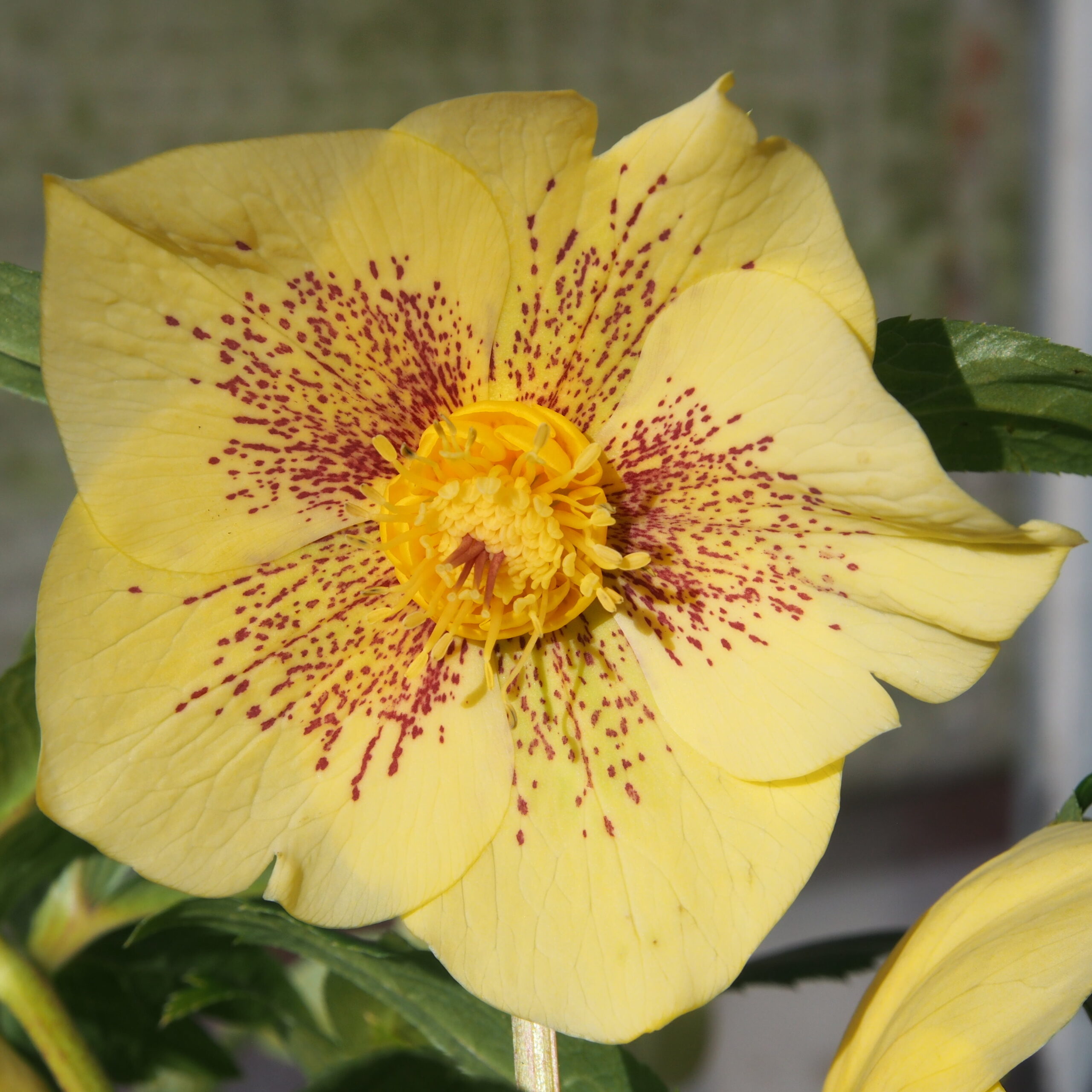 Helleborus x hyb. Quintessa Gold
