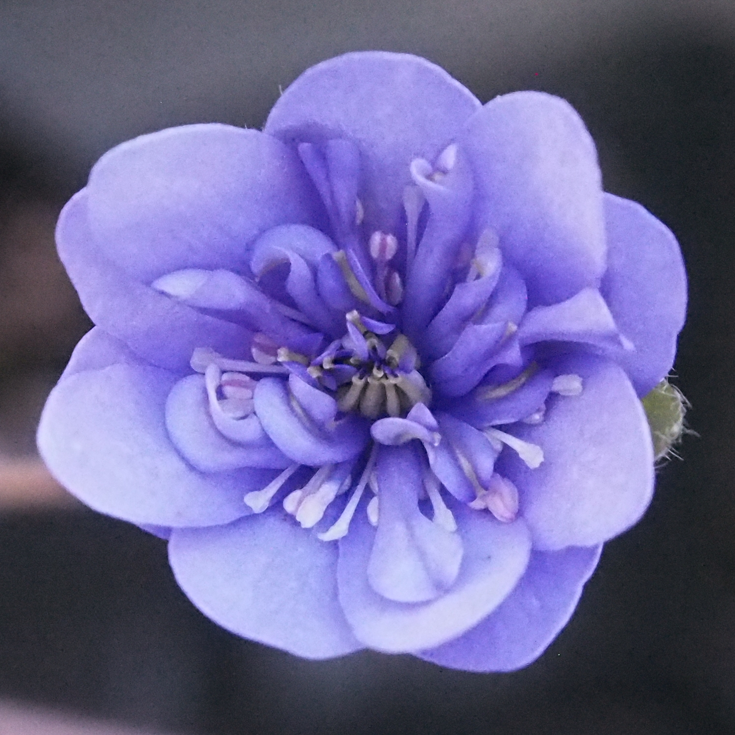 Hepatica nobilis Plena Gonggong JP