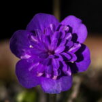 Hepatica nobilis Plena Gro GK