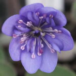 Hepatica nobilis Plena Haunea JP