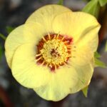 Helleborus x hybridus hellgelb, rote Nektarien