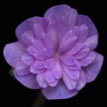 Hepatica nobilis Plena Höder GK