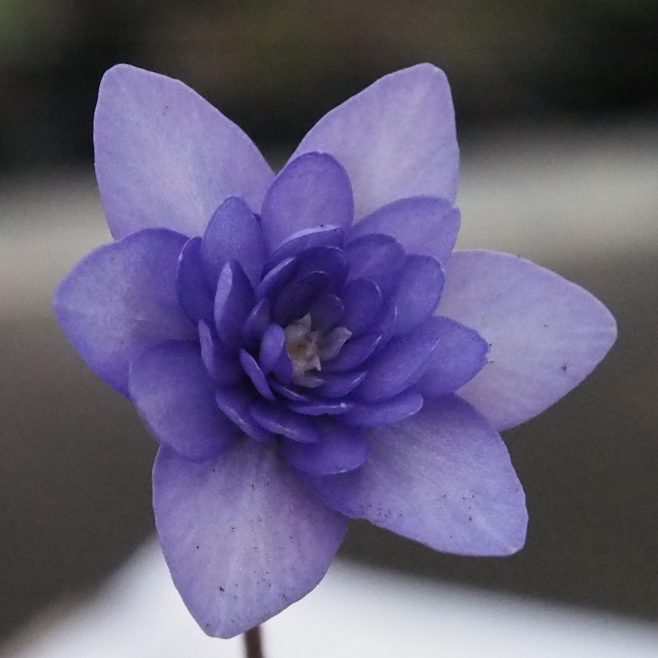 Hepatica nobilis Plena Iceman USi