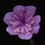 Hepatica nobilis Plena Idun GK