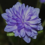 Hepatica nobilis Plena Typ Tchechei