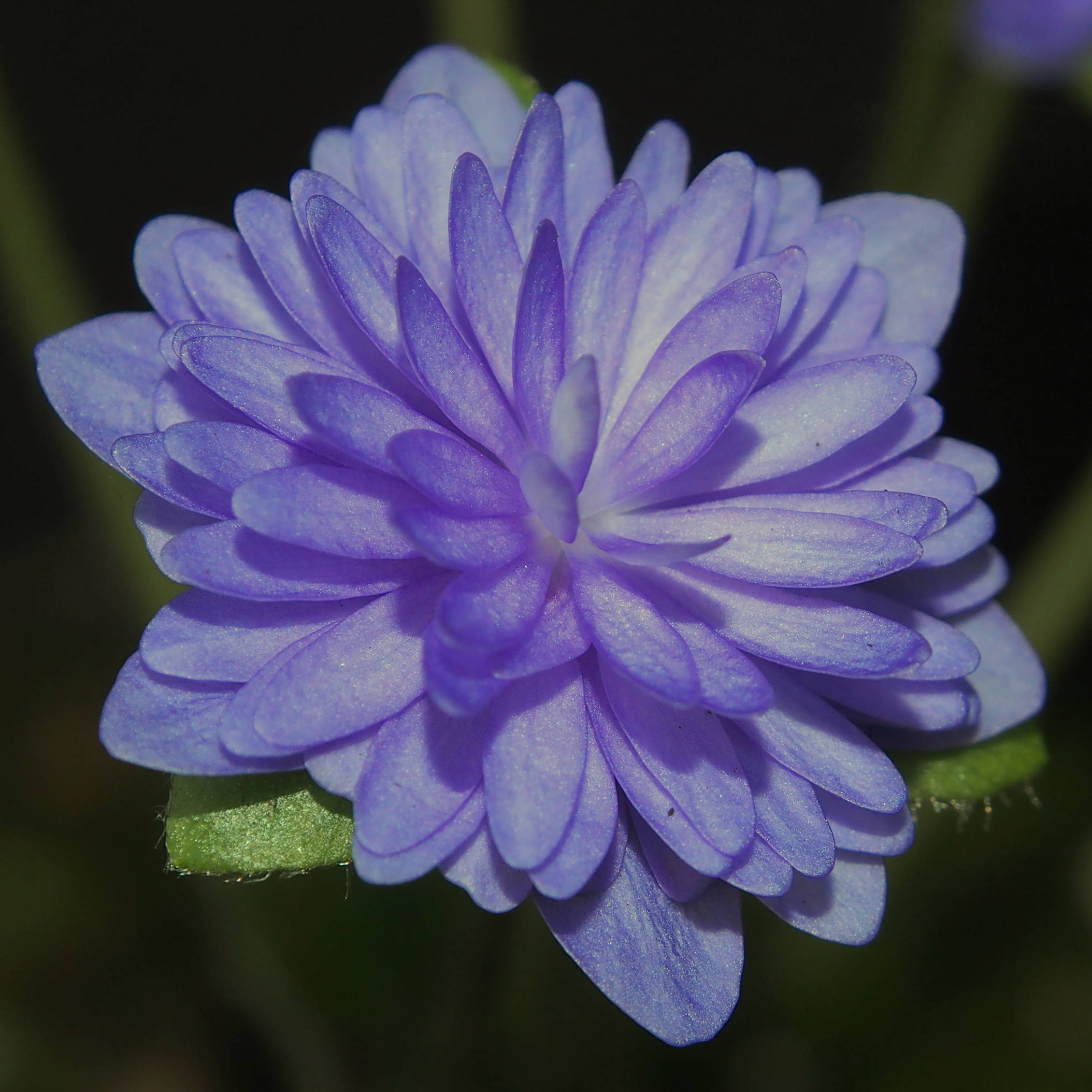 Hepatica nobilis Plena Typ Tchechei