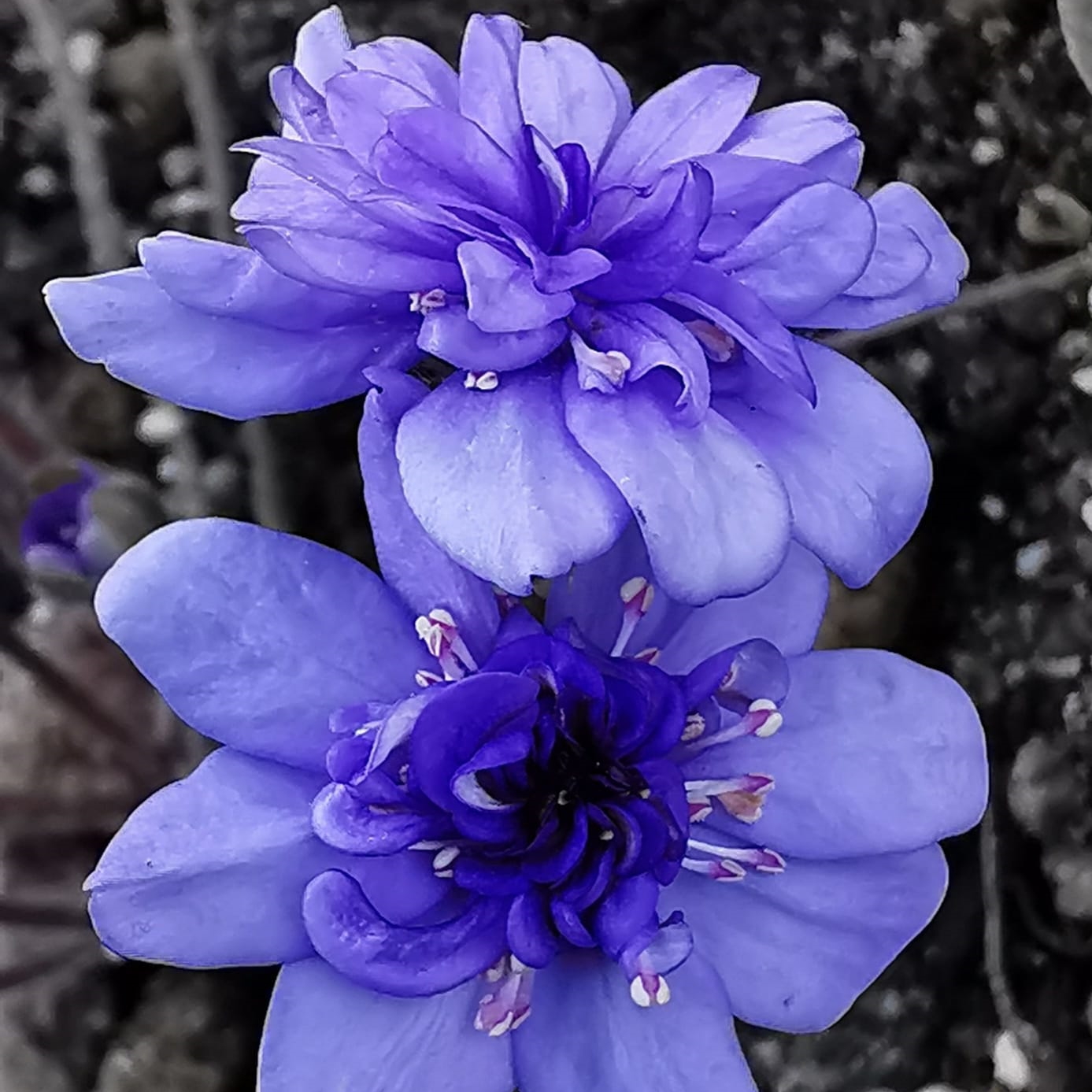 Hepatica nobilis Plena Katharina FF