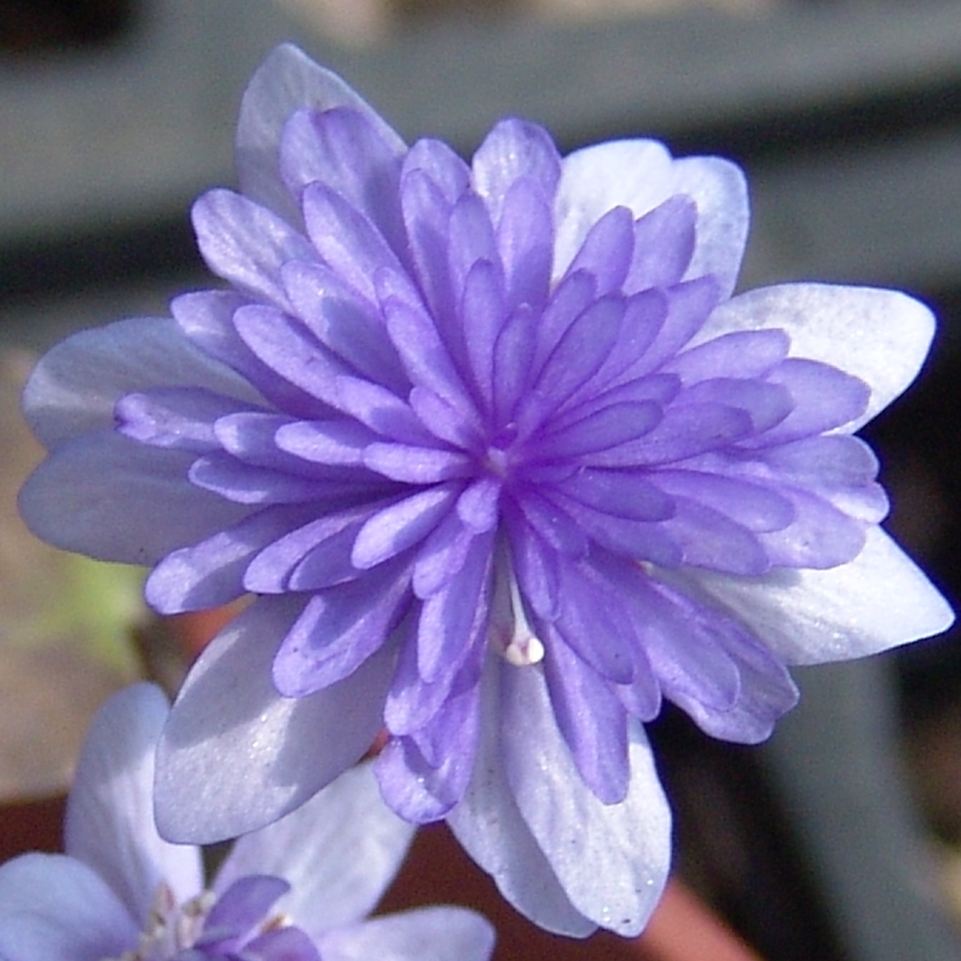 Hepatica nobilis Plena Koppenhagen JE