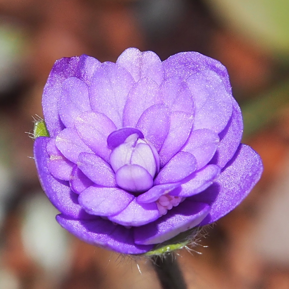 Hepatica nobilis Plena Kyla JP