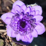Hepatica nobilis Plena Liz