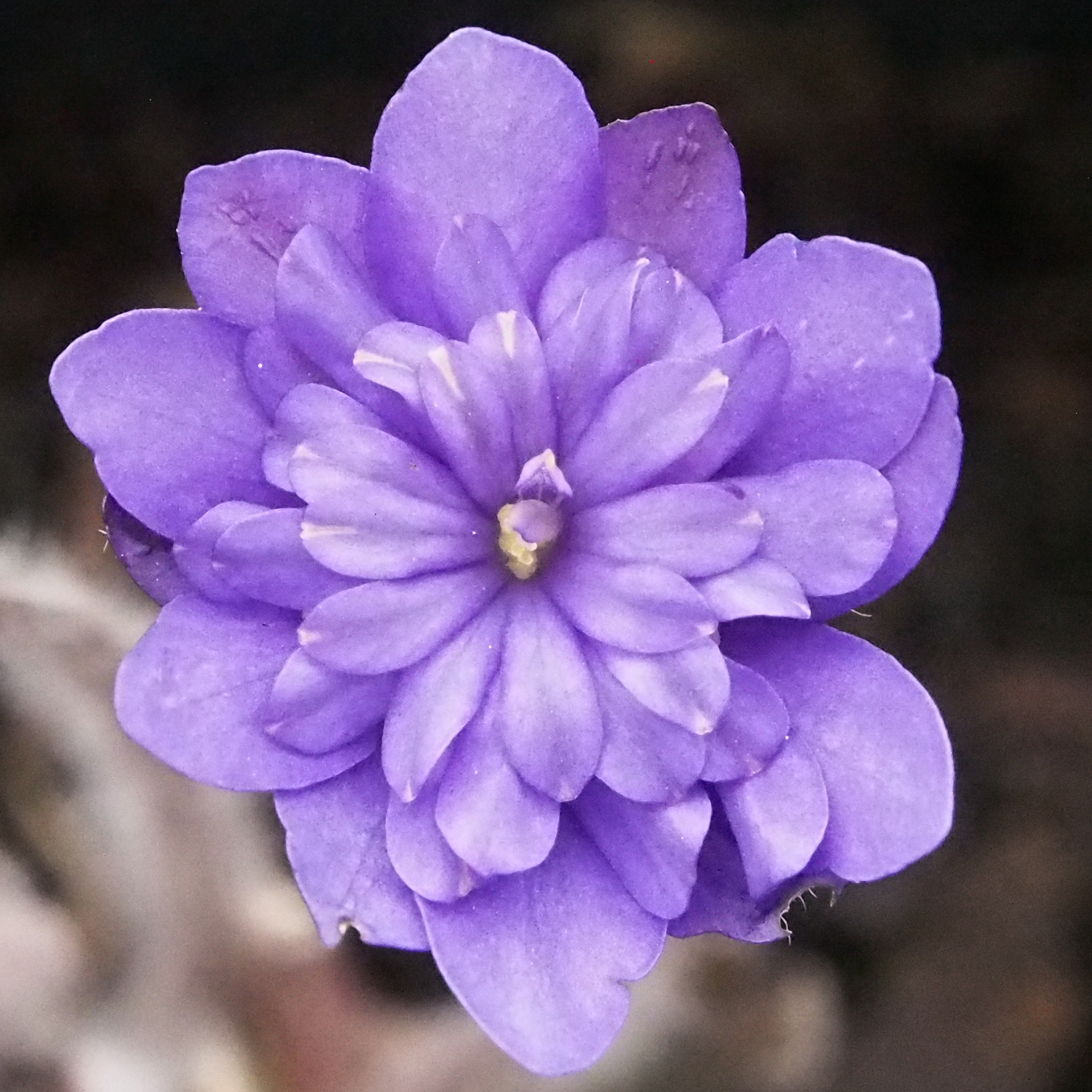 Hepatica nobilis Plena Maffai II JP
