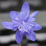 Hepatica nobilis Plena Makemake JP
