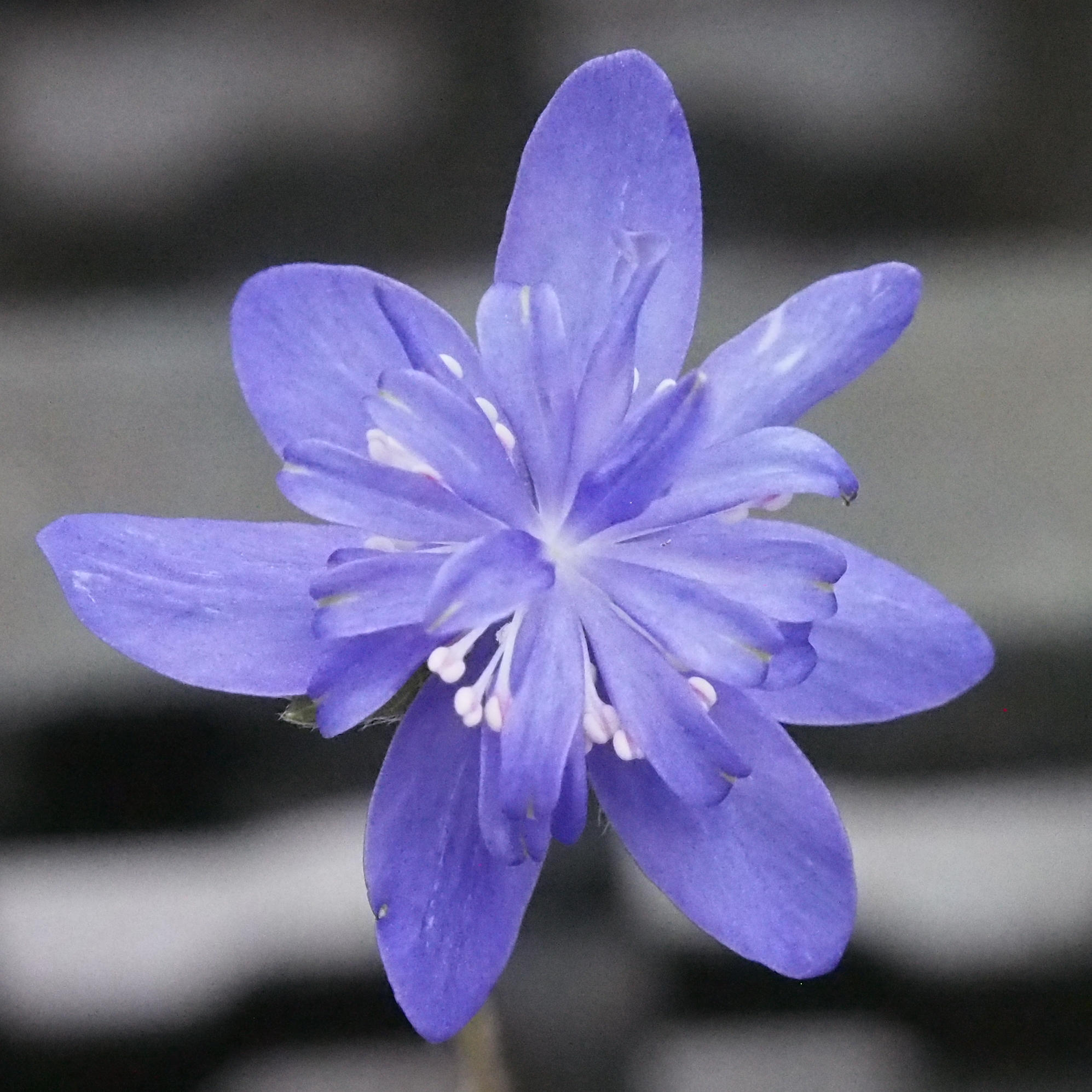 Hepatica nobilis Plena Makemake JP