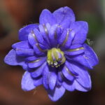 Hepatica nobilis Plena Marcail JP