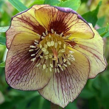 Helleborus x hybridus ' SP Anja Odoulf '