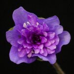 Hepatica nobilis Plena Njord GK