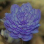 Hepatica nobilis Plena Bavarian No 13
