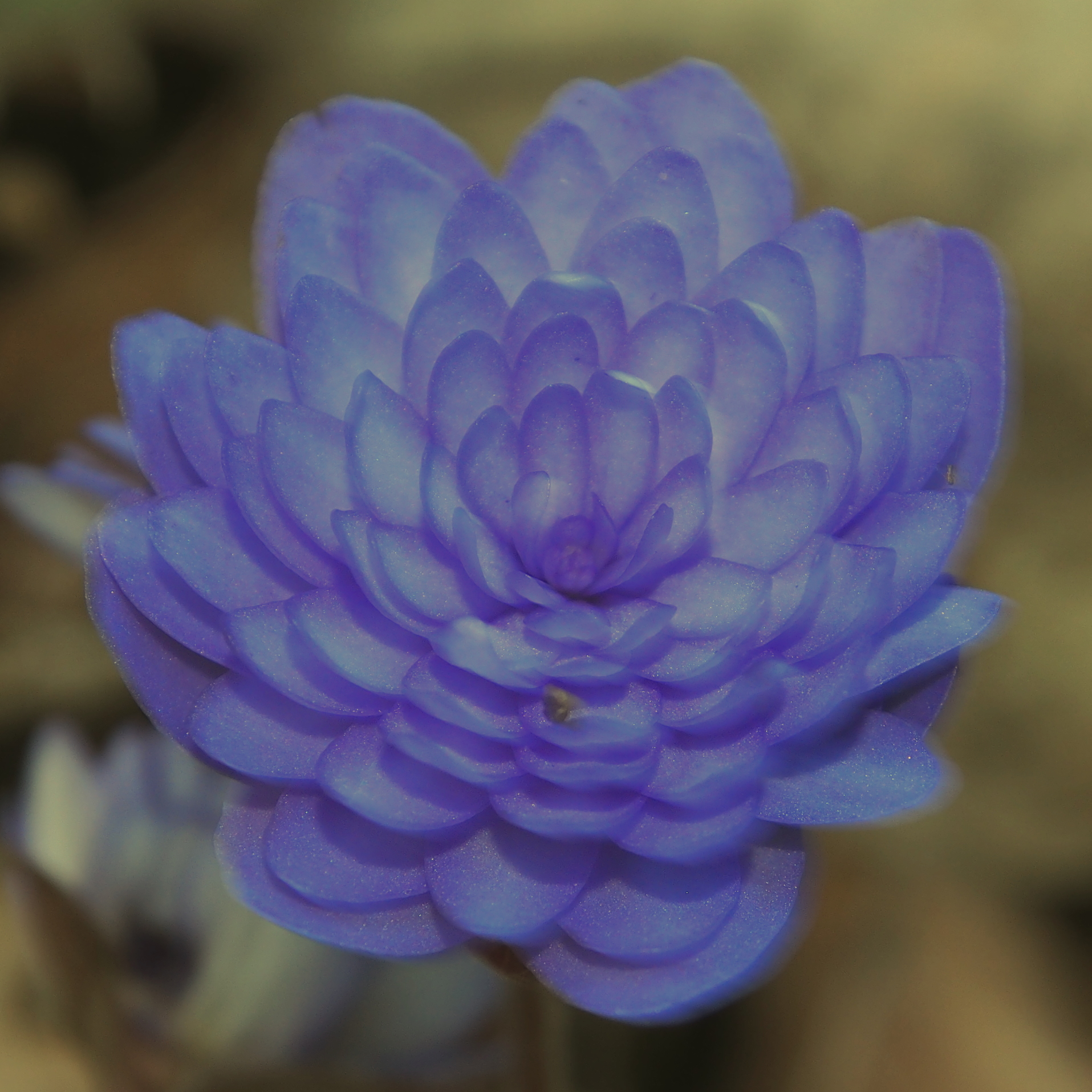 Hepatica nobilis Plena Bavarian No 13