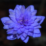 Hepatica nobilis Plena Bavarian No 18