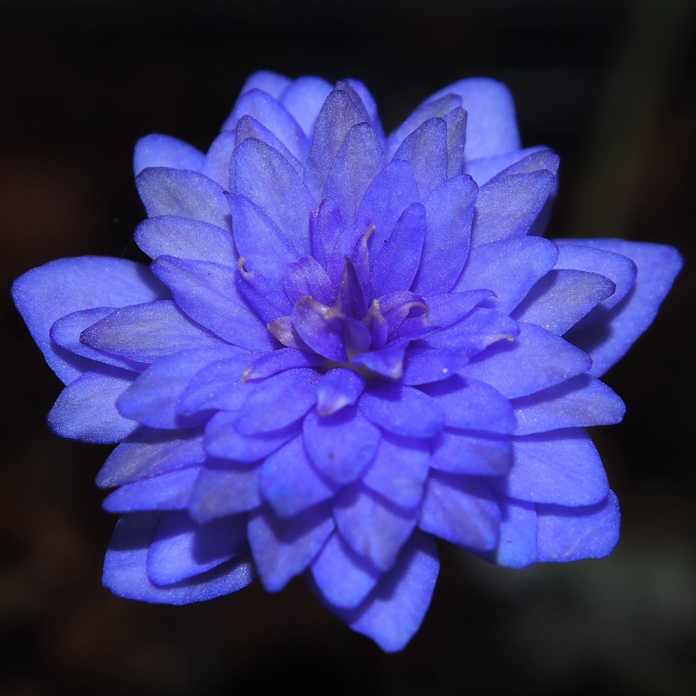 Hepatica nobilis Plena Bavarian No 18