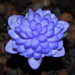 Hepatica nobilis Plena Bavarian No 35