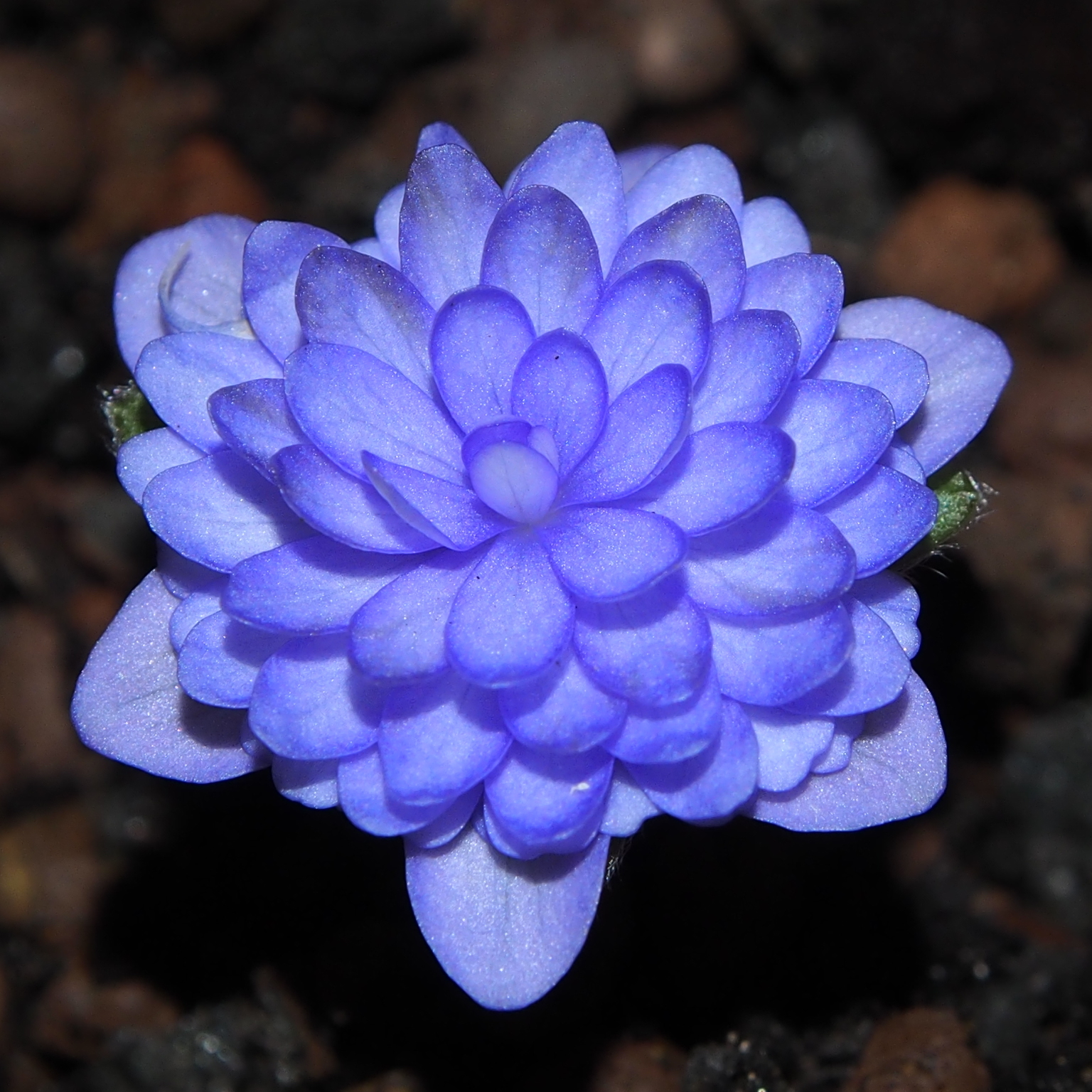 Hepatica nobilis Plena Bavarian No 35