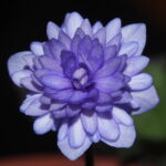 Hepatica nobilis Plena Bavarian No 04