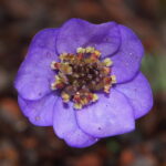 Hepatica nobilis Plena Oeland 2 SG
