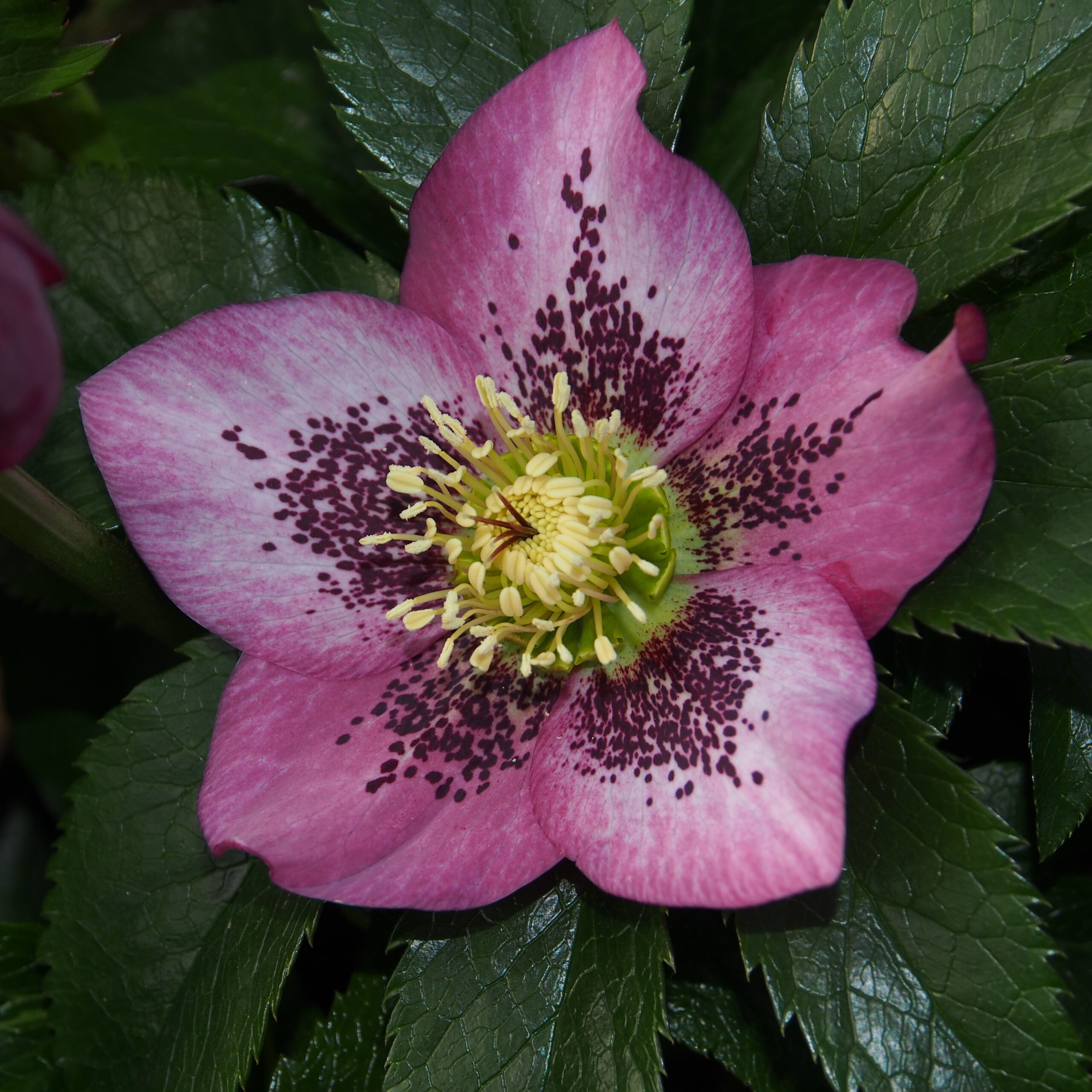 Helleborus x hybridus dunkelrosa gepunktet