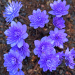 Hepatica nobilis Plena Bavarian No 64