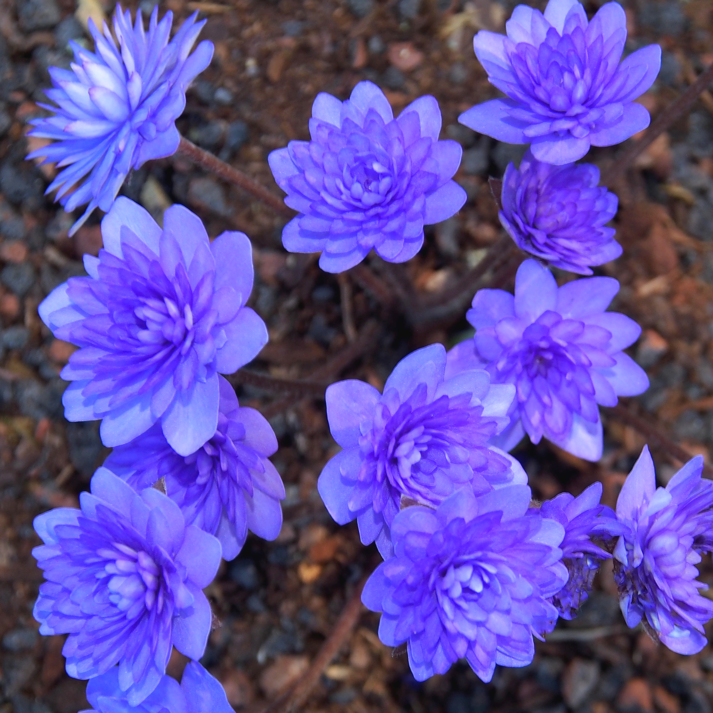 Hepatica nobilis Plena Bavarian No 64