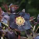 Helleborus x hybridus Schwarz