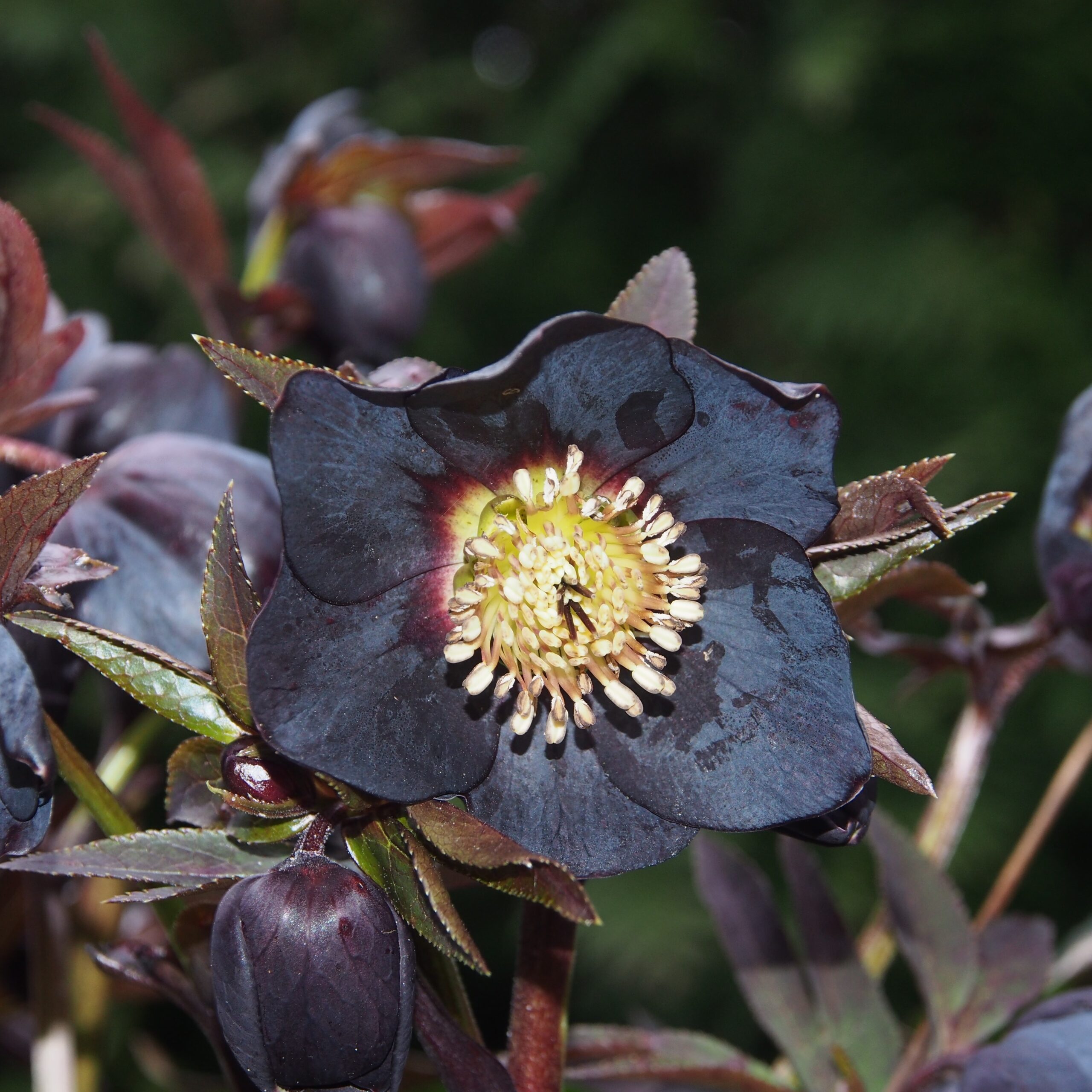 Helleborus x hybridus Schwarz