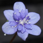 Hepatica nobilis Plena Chimäre PL-26-023